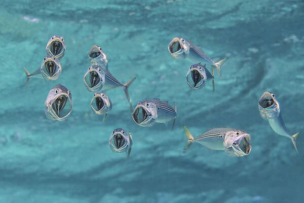 Striped mackerel (Rastrelliger kanagurta) with mouths wide open as they swim through the water