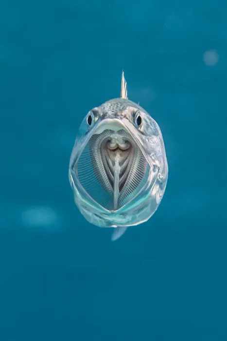 Framed Print : Striped mackerel (Rastrelliger kanagurta) mouth wide open as it swims through the water Framed Print : Striped mackerel (Rastrelliger kanagurta) mouth wide open as it swims through the water