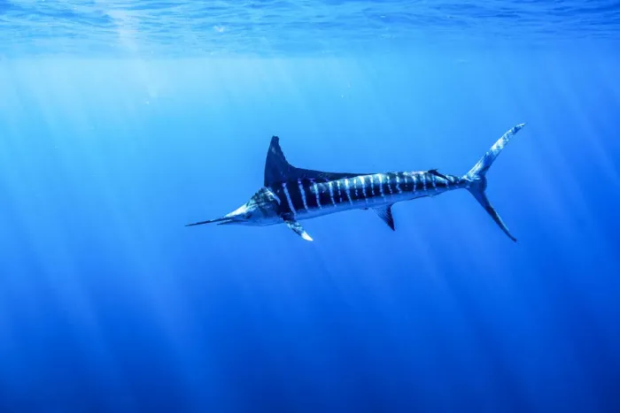 Framed Print : Striped marlin (Kajikia audax) feeding on bait balls, Eastern Pacific, Thetis Bank Framed Print : Striped marlin (Kajikia audax) feeding on bait balls, Eastern Pacific, Thetis Bank
