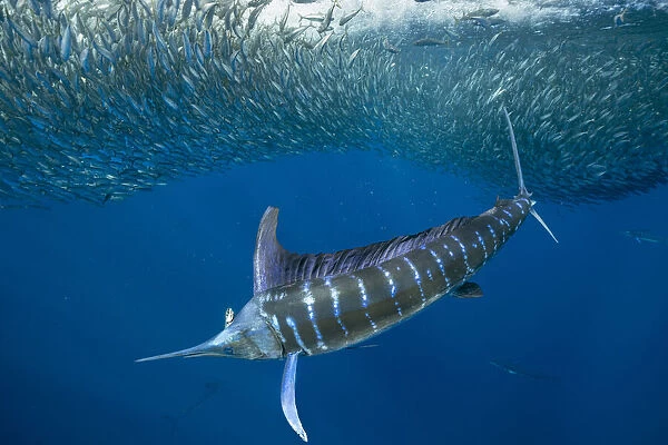 Striped marlin (Tetrapturus audax) feeding on Sardine bait ball (Sardinops sagax). West Coast of Baja California Peninsula, Mexico. Pacific Ocean