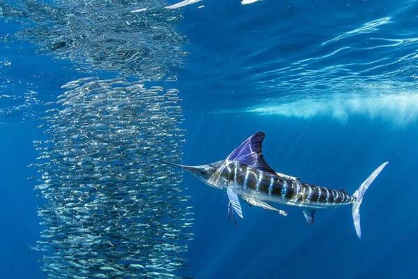 Striped marlin (Tetrapturus audax) feeding on Sardine bait ball (Sardinops sagax). West Coast of Baja California Peninsula, Mexico. Pacific Ocean