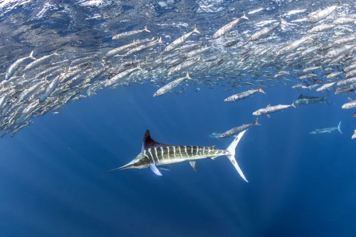 Framed Print : Striped marlin (Tetrapturus audax) feeding on Sardine bait ball (Sardinops sagax). West Coast of Baja California Peninsula, Mexico. Pacific Ocean Framed Print : Striped marlin (Tetrapturus audax) feeding on Sardine bait ball (Sardinops sagax). West Coast of Baja California Peninsula, Mexico. Pacific Ocean