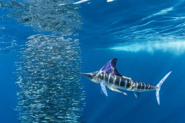 Framed Print : Striped marlin (Tetrapturus audax) feeding on Sardine bait ball (Sardinops sagax). West Coast of Baja California Peninsula, Mexico. Pacific Ocean Framed Print : Striped marlin (Tetrapturus audax) feeding on Sardine bait ball (Sardinops sagax). West Coast of Baja California Peninsula, Mexico. Pacific Ocean