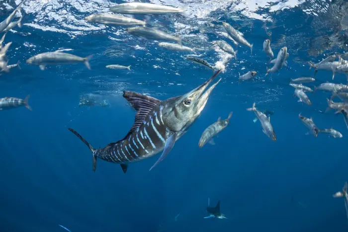 Framed Print : Striped marlin (Tetrapturus audax) feeding on Sardine (Sardinops sagax). Magdalena Bay Framed Print : Striped marlin (Tetrapturus audax) feeding on Sardine (Sardinops sagax). Magdalena Bay