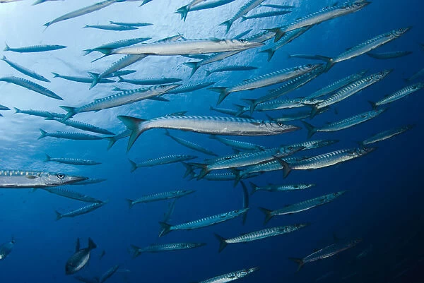 Striped  /  Mediterranean barracuda (Sphyraena sphyraena) shoal, Perduto, Lavezzi Islands