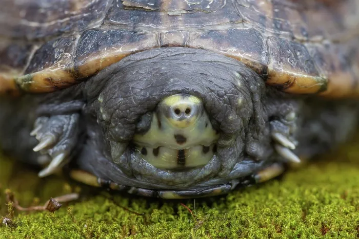 Framed Print : Striped mud turtle (Kinosternon baurii) head portrait, south east USA. Captive Framed Print : Striped mud turtle (Kinosternon baurii) head portrait, south east USA. Captive