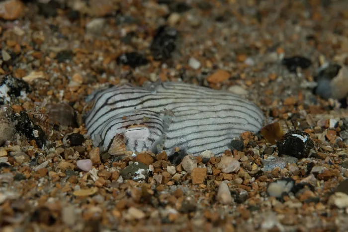 Framed Print : Striped pyjama squid (Sepioloidea lineolata) digging into the sand where it will hide and wait for prey, Edithburgh, South Australia, Pacific Ocean Framed Print : Striped pyjama squid (Sepioloidea lineolata) digging into the sand where it will hide and wait for prey, Edithburgh, South Australia, Pacific Ocean