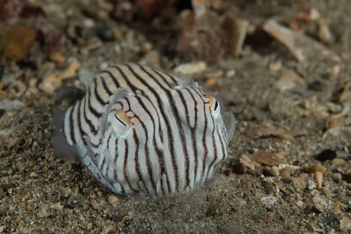 Framed Print : Striped pyjama squid (Sepioloidea lineolata) digging into the sand where it will hide and wait for prey, Edithburgh, South Australia, Pacific Ocean Framed Print : Striped pyjama squid (Sepioloidea lineolata) digging into the sand where it will hide and wait for prey, Edithburgh, South Australia, Pacific Ocean