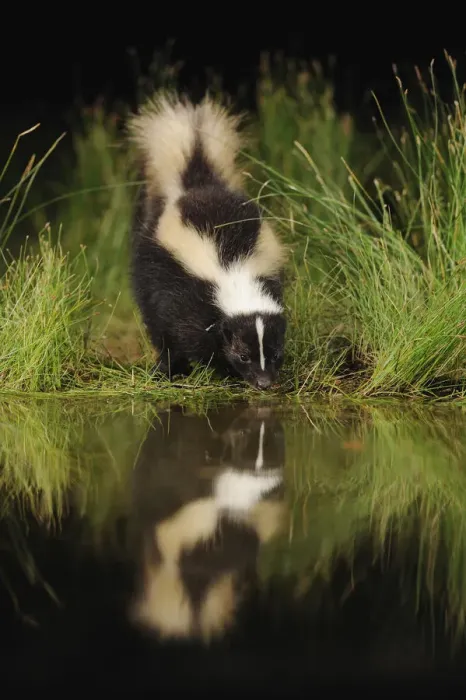 Framed Print : Striped Skunk (Mephitis mephitis) drinking from wetland lake at night, Fennessey Ranch Framed Print : Striped Skunk (Mephitis mephitis) drinking from wetland lake at night, Fennessey Ranch