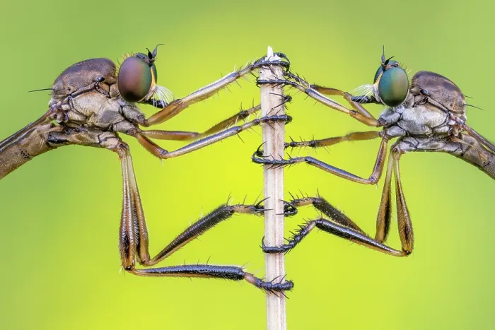 Framed Print : Striped slender robberflies (Leptogaster cylindrica) pair roosting after mating. Bestwood Country Park, Nottinghamshire, UK. June. Focus stacked Framed Print : Striped slender robberflies (Leptogaster cylindrica) pair roosting after mating. Bestwood Country Park, Nottinghamshire, UK. June. Focus stacked