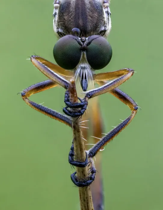 Framed Print : Striped Slender Robberfly (Leptogaster cylindrica) Ledston, Yorkshire, July Framed Print : Striped Slender Robberfly (Leptogaster cylindrica) Ledston, Yorkshire, July