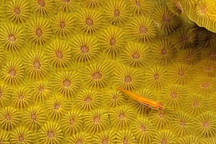 Framed Print : Striped triplefin (Helcogramma striata) on hard coral, Tubataha Reef, Philippines Framed Print : Striped triplefin (Helcogramma striata) on hard coral, Tubataha Reef, Philippines