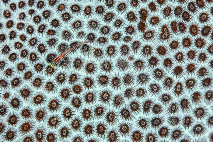 Framed Print : Striped triplefin (Helcogramma striata) swimming over Hard coral (Favia sp.), Bitung, North Sulawesi, Indonesia, Lembeh Strait, Molucca Sea Framed Print : Striped triplefin (Helcogramma striata) swimming over Hard coral (Favia sp.), Bitung, North Sulawesi, Indonesia, Lembeh Strait, Molucca Sea