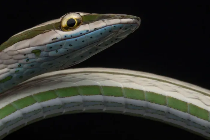 Framed Print : Striped vinesnake (Philodryas argentea) Yasuni National Park, Orellana, Ecuador Framed Print : Striped vinesnake (Philodryas argentea) Yasuni National Park, Orellana, Ecuador
