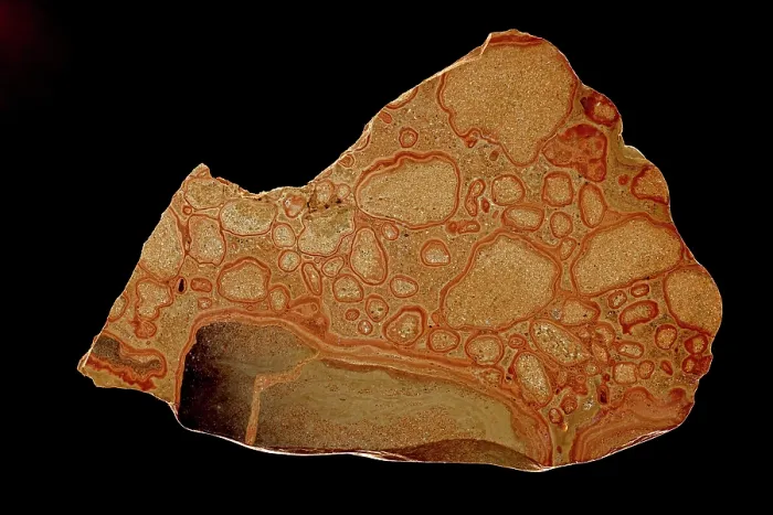 Framed Print : Stromatolite fossil, Pleistocene, polished cross section, oncolytic stromatolite, created by blue green algae or cyanophytes, from Shark Bay, Western Australia Framed Print : Stromatolite fossil, Pleistocene, polished cross section, oncolytic stromatolite, created by blue green algae or cyanophytes, from Shark Bay, Western Australia