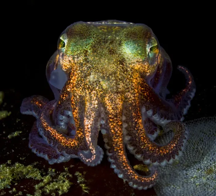 Framed Print : Stubby squid (Rossia pacifica) Nigei Island, Queen Charlotte Strait, British Columbia Framed Print : Stubby squid (Rossia pacifica) Nigei Island, Queen Charlotte Strait, British Columbia