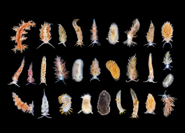 Framed Print : Studio image of multiple Nudibranch species. Gulen, Norway. North East Atlantic Ocean