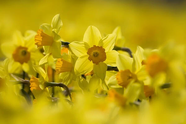 Study of Daffodils (Narcissus sp) grown for the commercial market, Happisburgh, Norfolk