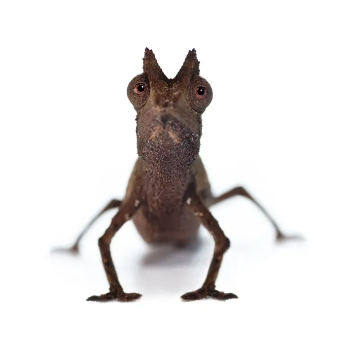 Framed Print : Stump-tailed Leaf Chameleon (Brookesia superciliaris) on white background, from rainforest Framed Print : Stump-tailed Leaf Chameleon (Brookesia superciliaris) on white background, from rainforest
