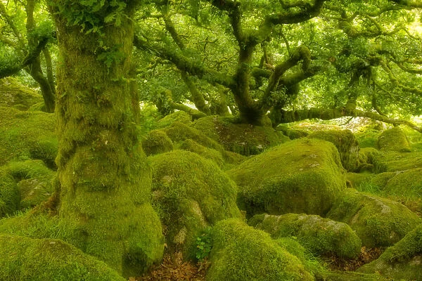Stunted oak woodland covered in moss, Wistmans Wood, Devon, UK