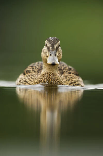 A sub-adult female Mallard (Anas platyrhynchos) swimming on a still lake, Derbyshire