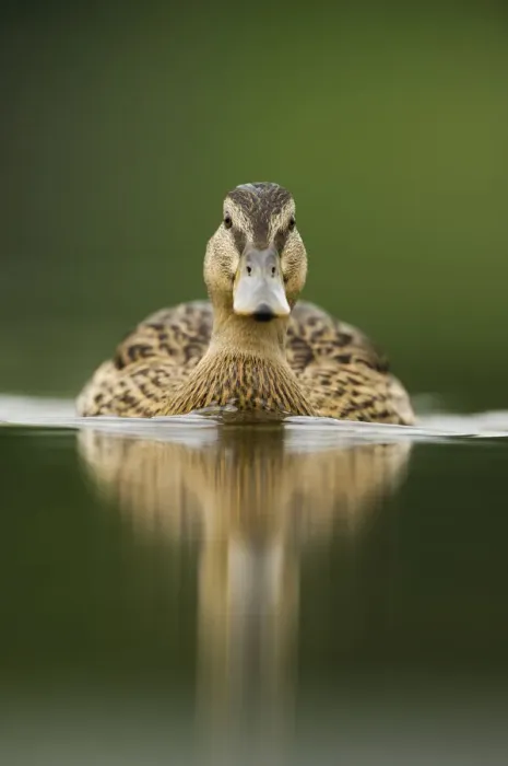 Framed Print : A sub-adult female Mallard (Anas platyrhynchos) swimming on a still lake, Derbyshire Framed Print : A sub-adult female Mallard (Anas platyrhynchos) swimming on a still lake, Derbyshire