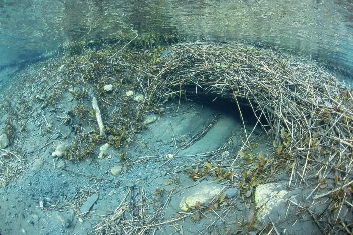Framed Print : Submerged entrance to a European beaver (Castor fiber) lodge, River Rhone, Alps, France. June