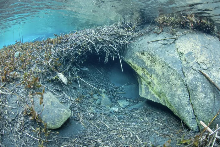 Framed Print : Submerged entrance to a European beaver (Castor fiber) lodge, River Rhone, Alps, France. June Framed Print : Submerged entrance to a European beaver (Castor fiber) lodge, River Rhone, Alps, France. June