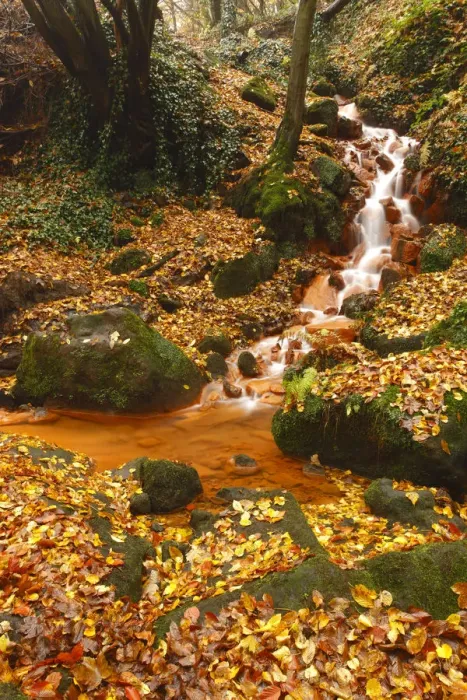 Framed Print : Sucha Kamenice / Creek in forest covered in fallen leaves, Hrensko, Ceske Svycarsko Framed Print : Sucha Kamenice / Creek in forest covered in fallen leaves, Hrensko, Ceske Svycarsko