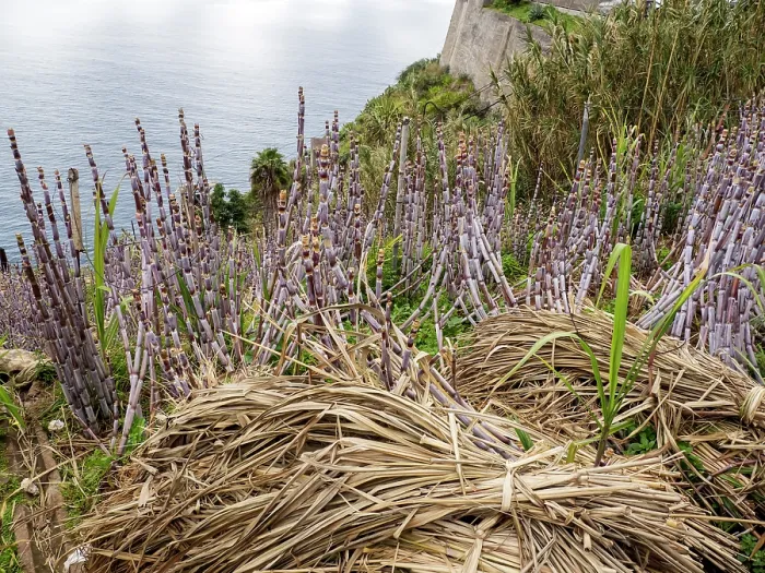 Framed Print : Sugar cane (Saccharum sp.) crop growing on coastal cliffs, Jardim do Mar, Madeira. March Framed Print : Sugar cane (Saccharum sp.) crop growing on coastal cliffs, Jardim do Mar, Madeira. March