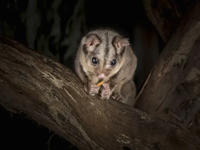Framed Print : Sugar glider (Petaurus breviceps) eats a meal worm (Tenebrio molitor) on a tree at night Framed Print : Sugar glider (Petaurus breviceps) eats a meal worm (Tenebrio molitor) on a tree at night