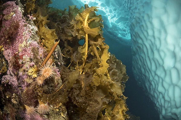 Sugar kelp (Saccharina latissima) and Sea anemones (Actiniaria) on rock near iceberg
