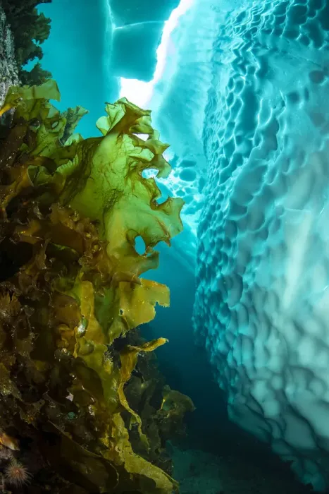Framed Print : Sugar kelp (Saccharina latissima) near iceberg, view upwards to gap in sea ice. Tasiilaq Framed Print : Sugar kelp (Saccharina latissima) near iceberg, view upwards to gap in sea ice. Tasiilaq