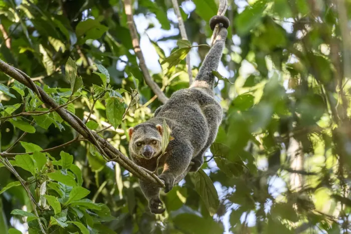 Framed Print : Sulawesi bear cuscus or Sulawesi bear phalanger (Ailurops ursinus) adult in forest canopy Framed Print : Sulawesi bear cuscus or Sulawesi bear phalanger (Ailurops ursinus) adult in forest canopy
