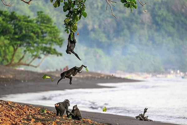 Four Sulawesi black macaques  /  Celebes crested macaques (Macaca nigra) juveniles on black sand beach, two grooming and two leaping and hanging from tree branch overhead, Tangkoko National Park, northern Sulawesi, Indonesia. Critically endangered