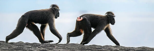 Two Sulawesi black macaques  /  Celebes crested macaques (Macaca nigra) juveniles males, walking along black sand beach. Tangkoko National Park, northern Sulawesi, Indonesia. Critically endangered. Composite image
