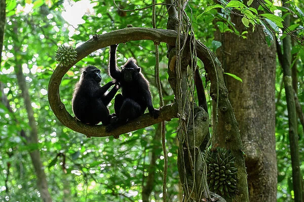 Two Sulawesi black macaques  /  Celebes crested macaques (Macaca nigra) juveniles, sitting on branch grooming, Tangkoko National Park, northern Sulawesi, Indonesia. Critically endangered