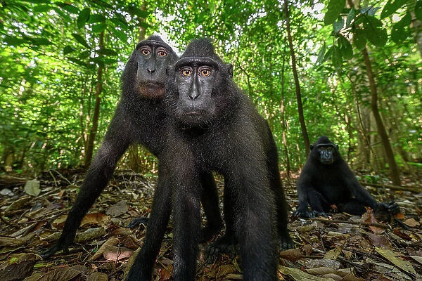 Two Sulawesi black macaques  /  Celebes crested macaques (Macaca nigra) juveniles, in woodland, portrait, Tangkoko National Park, northern Sulawesi, Indonesia. Critically endangered