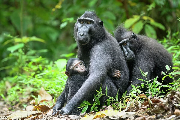 Two Sulawesi black macaques  /  Celebes crested macaques (Macaca nigra) huddling together with female suckling infant in beach side vegetation. Tangkoko National Park, northern Sulawesi, Indonesia. Critically endangered