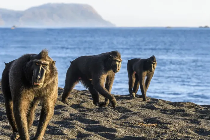 Framed Print : Sulawesi black macaques (Macaca nigra) males foraging on exposed beach at low tide Framed Print : Sulawesi black macaques (Macaca nigra) males foraging on exposed beach at low tide