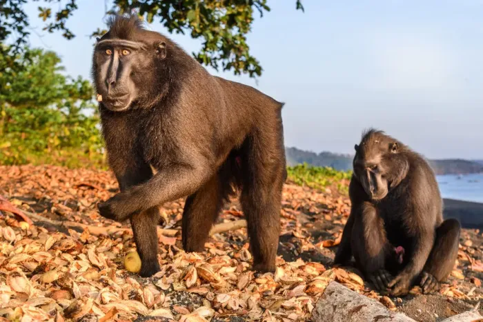 Framed Print : Sulawesi or Celebes c black macaque (Macaca nigra) foraging on exposed beach at low Framed Print : Sulawesi or Celebes c black macaque (Macaca nigra) foraging on exposed beach at low
