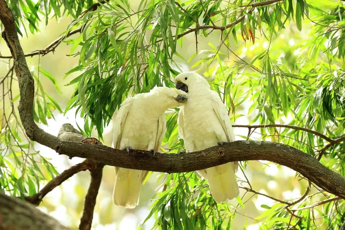 Framed Print : Sulphur-crested cockatoo (Cacatua galerita) pair, allopreening perched in Eucalyptus (Eucalyptus sp.) tree, Botanical Gardens, Sydney, New South Wales, Australia Framed Print : Sulphur-crested cockatoo (Cacatua galerita) pair, allopreening perched in Eucalyptus (Eucalyptus sp.) tree, Botanical Gardens, Sydney, New South Wales, Australia