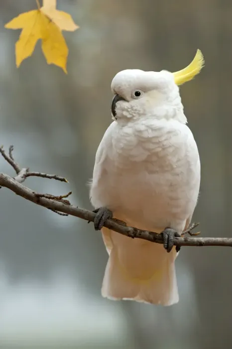 Framed Print : Sulphur-crested cockatoo (Cacatua galerita) perched on branch, Grampians National Park Framed Print : Sulphur-crested cockatoo (Cacatua galerita) perched on branch, Grampians National Park