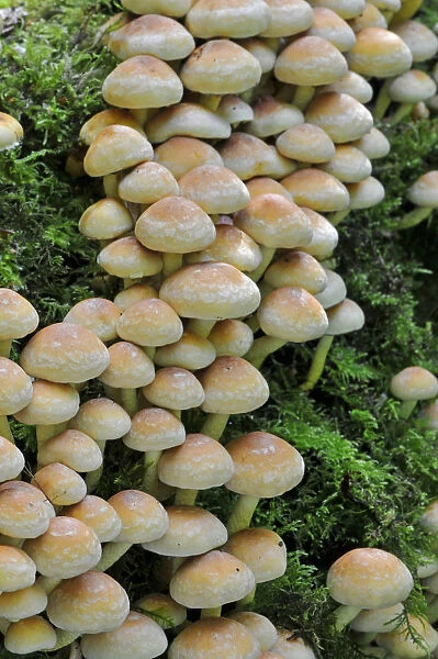 Sulphur Tuft Fungus (Hypholoma fasciculare) growing in clusters, Sussex, England, UK