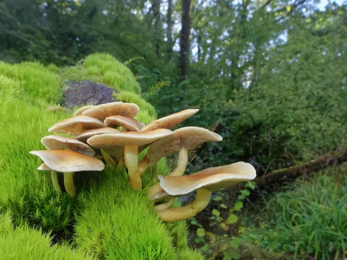Framed Print : Sulphur tuft fungus (Hypholoma fasciculare) clump growing on a moss covered rotting log in deciduous woodland, Gloucestershire, England, UK. October Framed Print : Sulphur tuft fungus (Hypholoma fasciculare) clump growing on a moss covered rotting log in deciduous woodland, Gloucestershire, England, UK. October