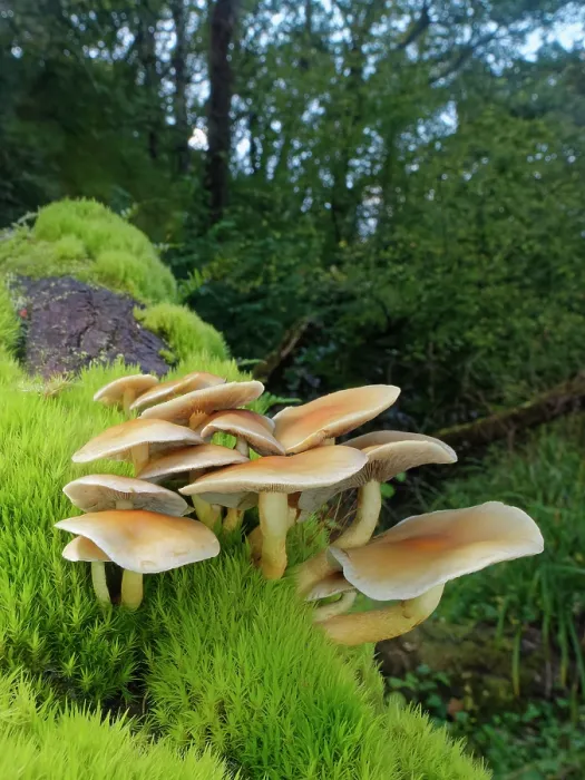 Framed Print : Sulphur tuft fungus (Hypholoma fasciculare) clump growing on a moss covered rotting log in deciduous woodland, Gloucestershire, England, UK. October Framed Print : Sulphur tuft fungus (Hypholoma fasciculare) clump growing on a moss covered rotting log in deciduous woodland, Gloucestershire, England, UK. October