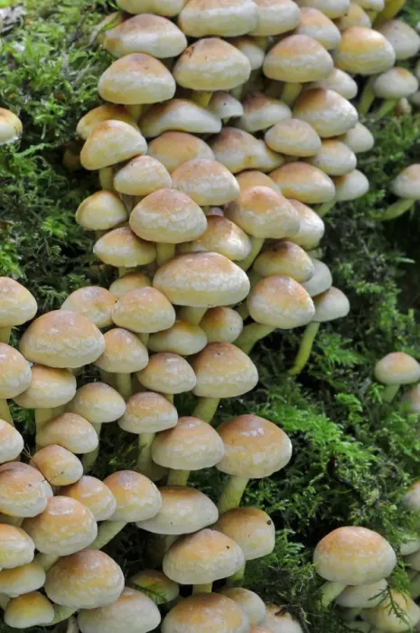 Framed Print : Sulphur Tuft Fungus (Hypholoma fasciculare) growing in clusters, Sussex, England, UK Framed Print : Sulphur Tuft Fungus (Hypholoma fasciculare) growing in clusters, Sussex, England, UK