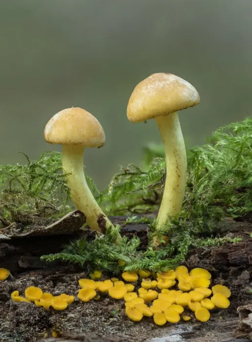 Framed Print : Sulphur tuft toadstool (Hypholoma fasciculare) and Lemon disco toad stool Framed Print : Sulphur tuft toadstool (Hypholoma fasciculare) and Lemon disco toad stool