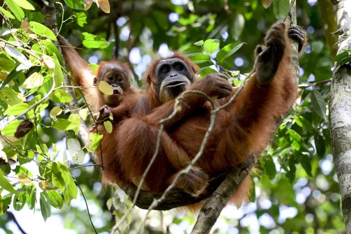 Framed Print : Sumatran orangutan (Pongo abelii) female next to infant, Gunung Leuser National Park Framed Print : Sumatran orangutan (Pongo abelii) female next to infant, Gunung Leuser National Park