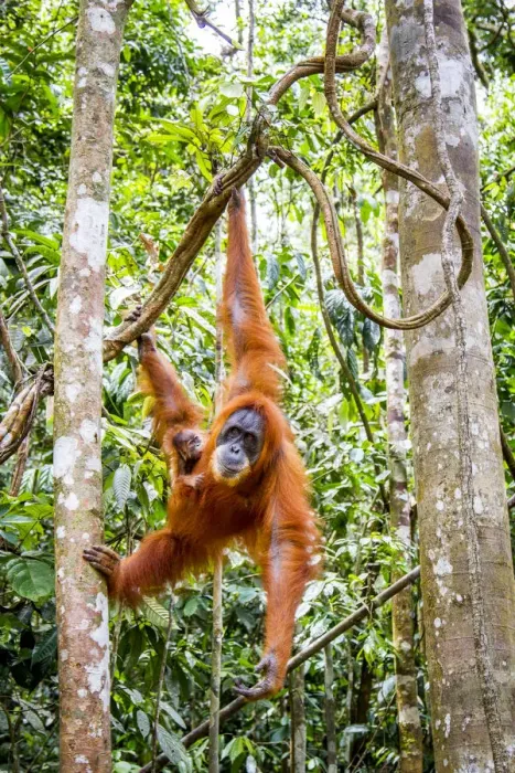 Framed Print : Sumatran orangutan (Pongo abelii) female with very young baby, Gunung Leuser National Park